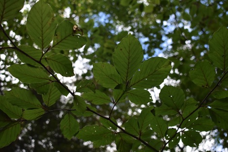 Ullstorps Stugor forest leaves